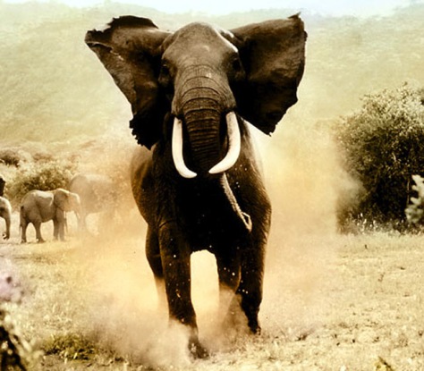Running elephant