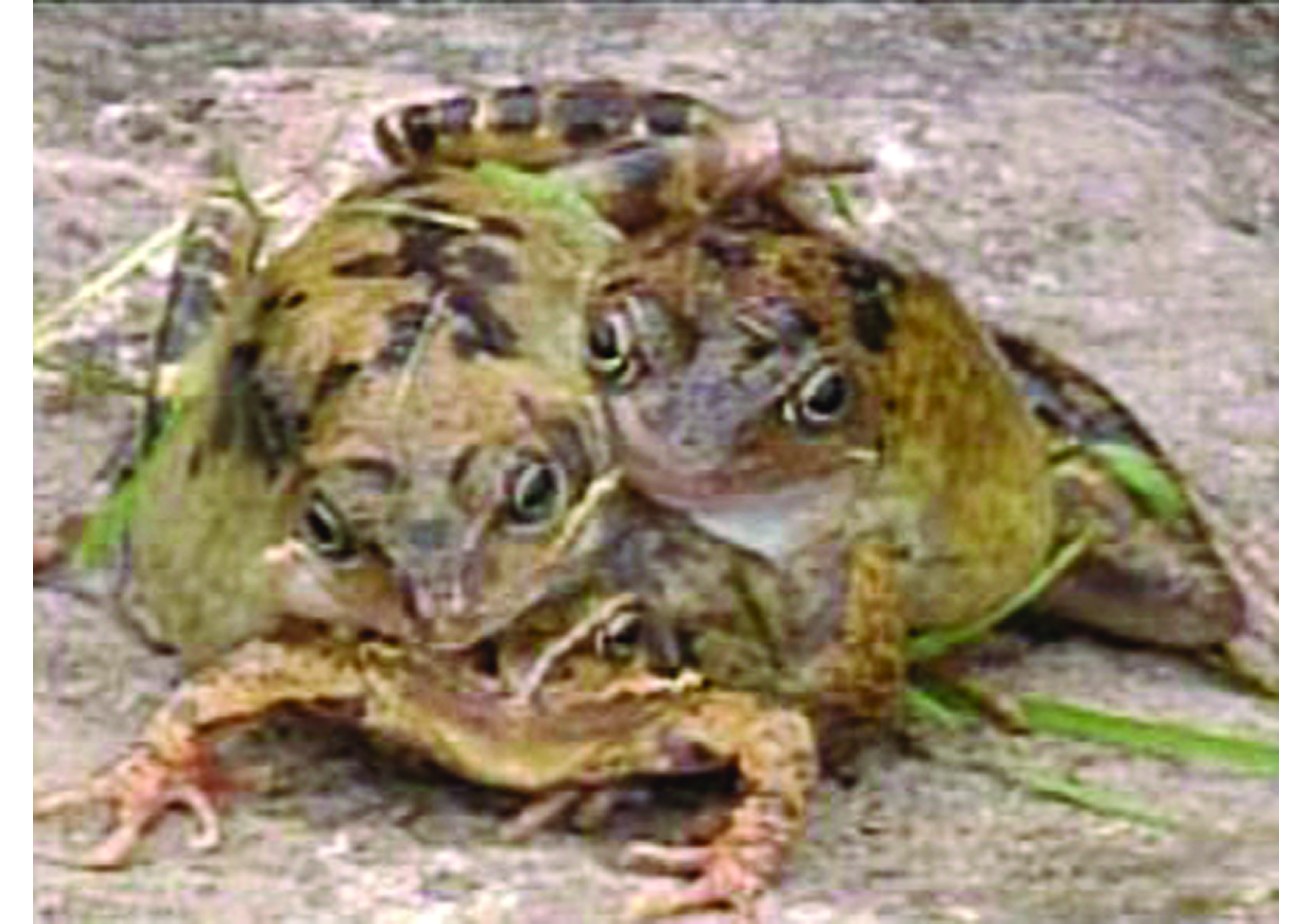 Чернобыльская жаба МУТАНТ